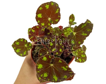 Begonia Kit Kat Pot 4” Indoor Plants -  Houseplant - Tropical Foliage
