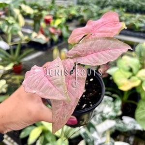 Syngonium Pink Caviar Pot 4”. Delicate and feminine, pink and green variegation - Indoor Plants -  Houseplant - Tropical Foliage