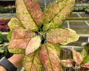 aglaonema & acadia Aglaonema 'Primo'