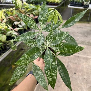 May include: A potted plant with large, green leaves speckled with white. The plant is held by a person, with other plants visible in the background. The leaves are long and pointed, with a unique pattern.