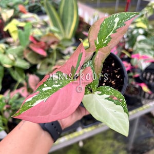 Variegated Syngonium Red Spot Tricolor: Rare Tropical Houseplant