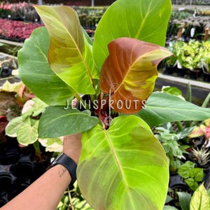 May include: A houseplant with large, green leaves with red and yellow variegation. The plant is being held by a hand with a watch on the wrist.
