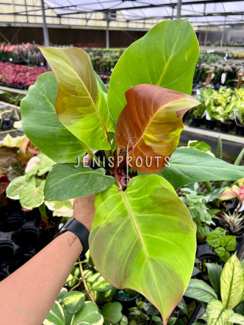 May include: A houseplant with large, green leaves with red and yellow variegation. The plant is being held by a hand with a watch on the wrist.