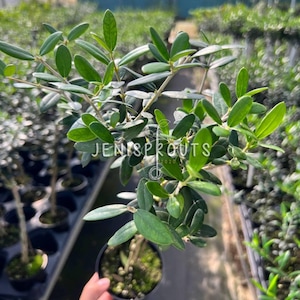 May include: A small olive tree in a black pot with green leaves. The tree is being held by a hand. The background shows a greenhouse with other olive trees.
