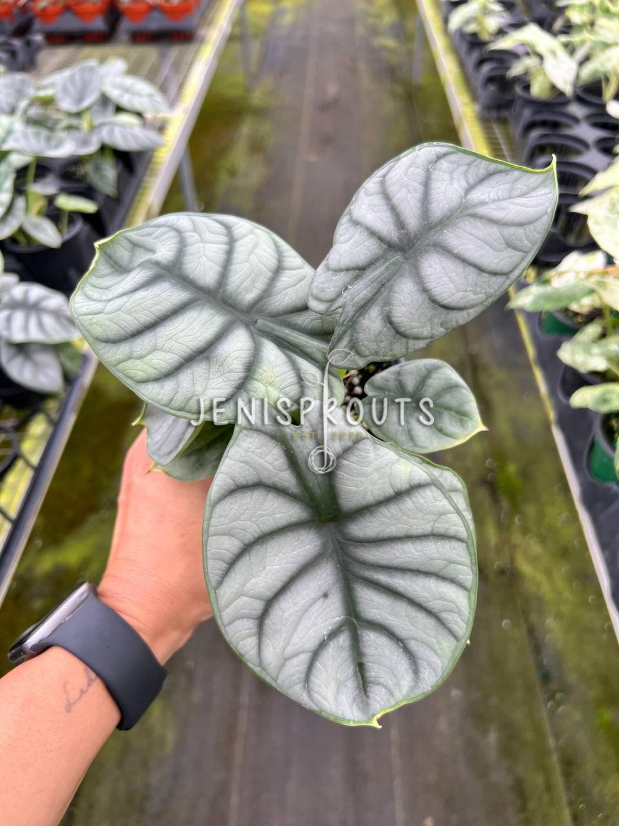 Alocasia Silver Dragon Pot 4