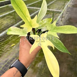 Philodendron Florida Ghost Variegated - Etsy
