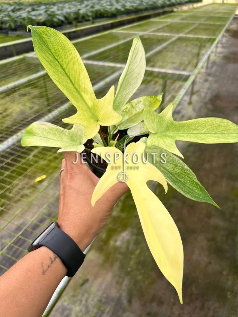 Jenisprouts Philodendron Florida Ghost
