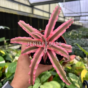Cryptanthus Earth Star ‘Peach’ – Colorful Indoor Bromeliad – 4” Pot