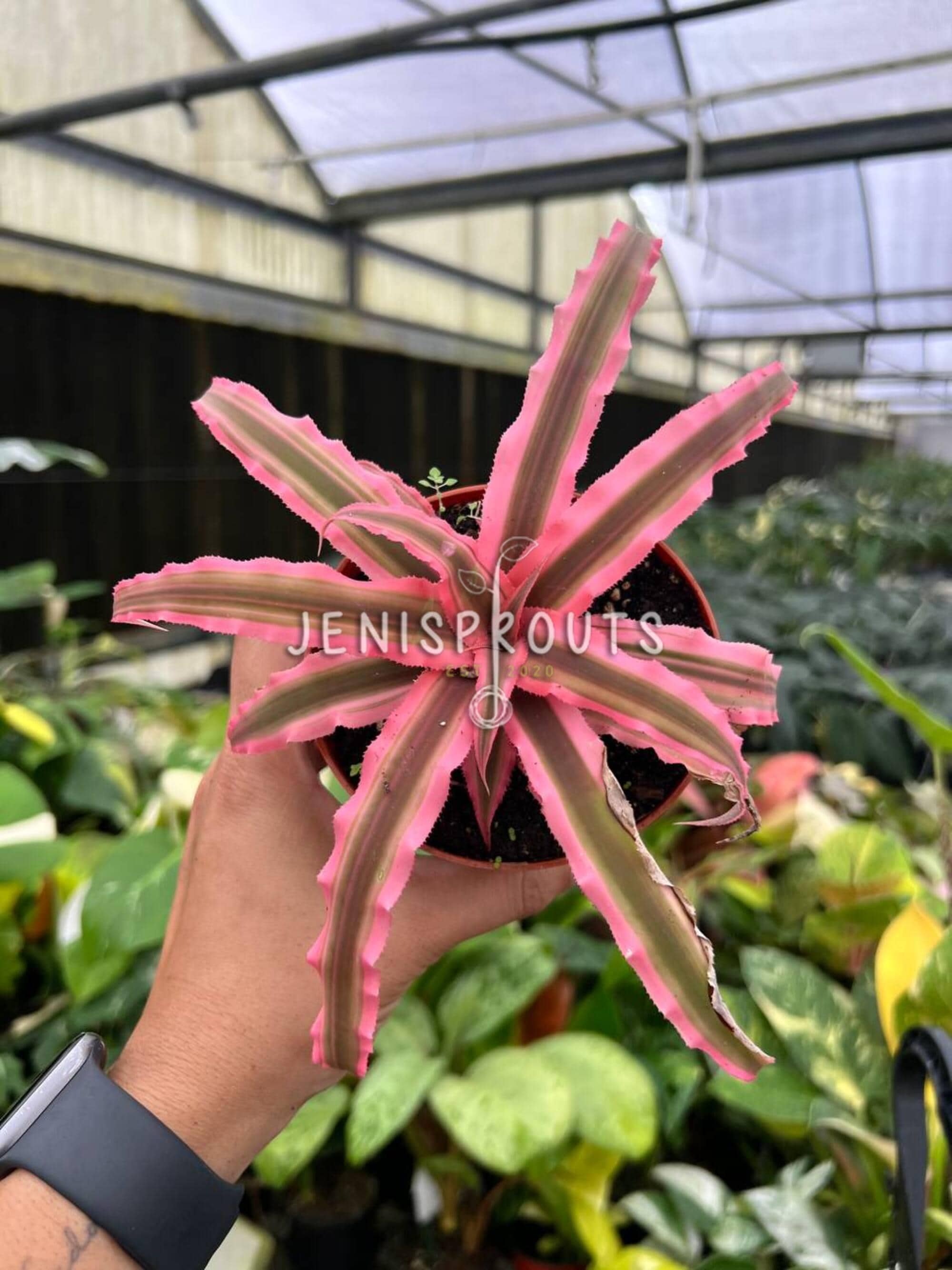 Cryptanthus Earth Star Peach  Colorful Indoor Bromeliad  4 Pot