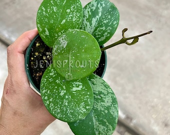 Hoya Obovata Splash Pot 4”. Oval-shaped leaves with white splashes - Indoor plant - Houseplant - Tropical Foliage