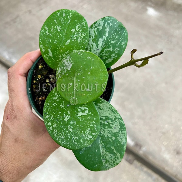 Hoya Obovata Splash Pot 4” - Houseplant - Tropical Foliage