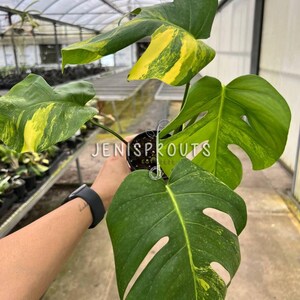 May include: A variegated Monstera plant with yellow and green leaves in a black pot. The plant is being held by a hand with a watch on the wrist. The text "JENISPROUTS" is visible on the pot.