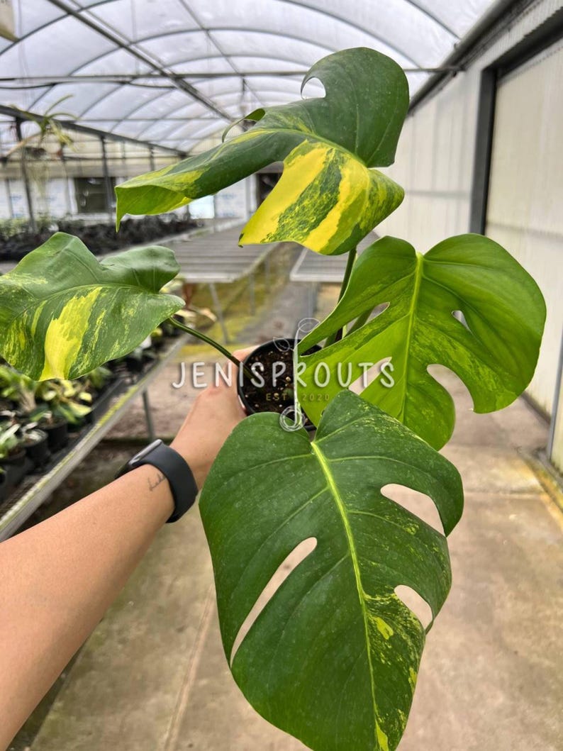 May include: A variegated Monstera plant with yellow and green leaves in a black pot. The plant is being held by a hand with a watch on the wrist. The text "JENISPROUTS" is visible on the pot.
