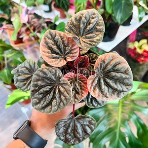 Peperomia Caperata Abricos Pot 4" - Houseplant