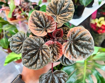 Peperomia Caperata Abricos Pot 4" - Houseplant