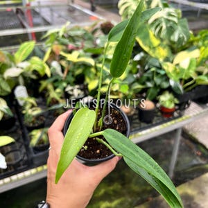 Monstera Burle Marx Flame Pot 4&quot;. A fiery beauty - Indoor Plants -  Houseplant - Tropical Foliage