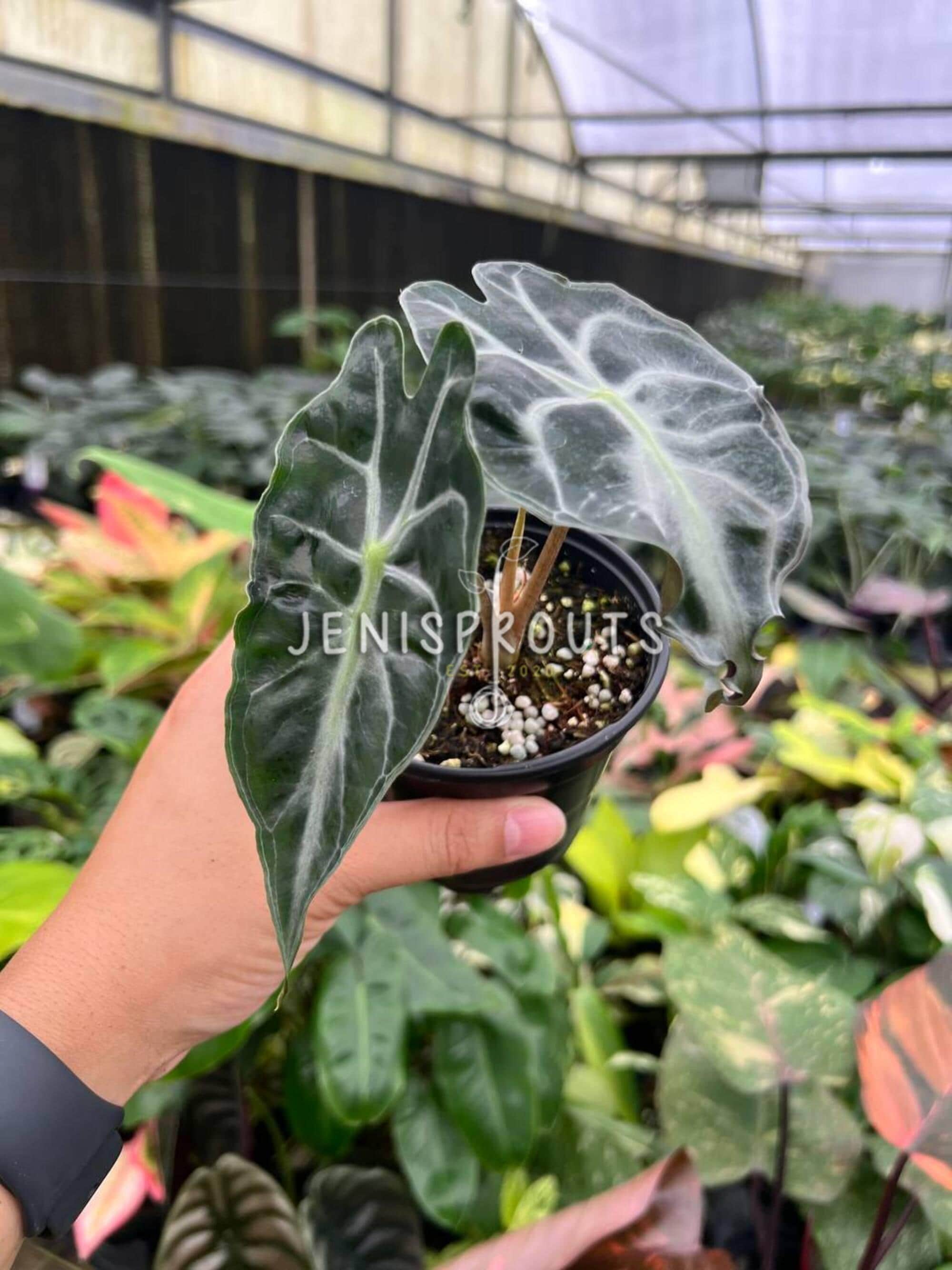 Alocasia Venom – Rare Aroid With Striking Veins – 4” Pot - Etsy