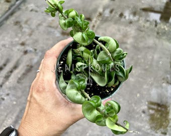 Hoya Compacta Pot 4”. Compact growth habit with thick, fleshy leaves - Indoor plant - Houseplant - Tropical Foliage