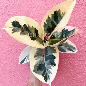 Ficus Elastica Tineke (Rubber Plant) Pot 6&quot; - Houseplant - Indoor plant - Decoration