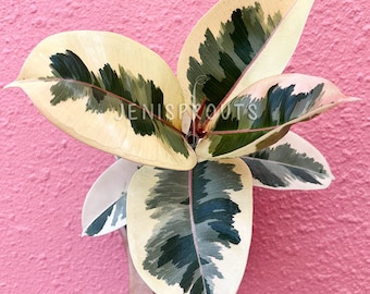 Ficus Elastica Tineke (Rubber Plant) Pot 6" - Houseplant - Indoor plant - Decoration