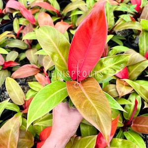May include: A close-up of a red and green Philodendron Birkin plant. The plant has large, glossy leaves with a mix of red, green, and yellow tones. The plant is being held by a hand, and the background is a sea of similar plants.