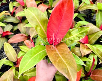 Philodendron Prince of Orange - Etsy
