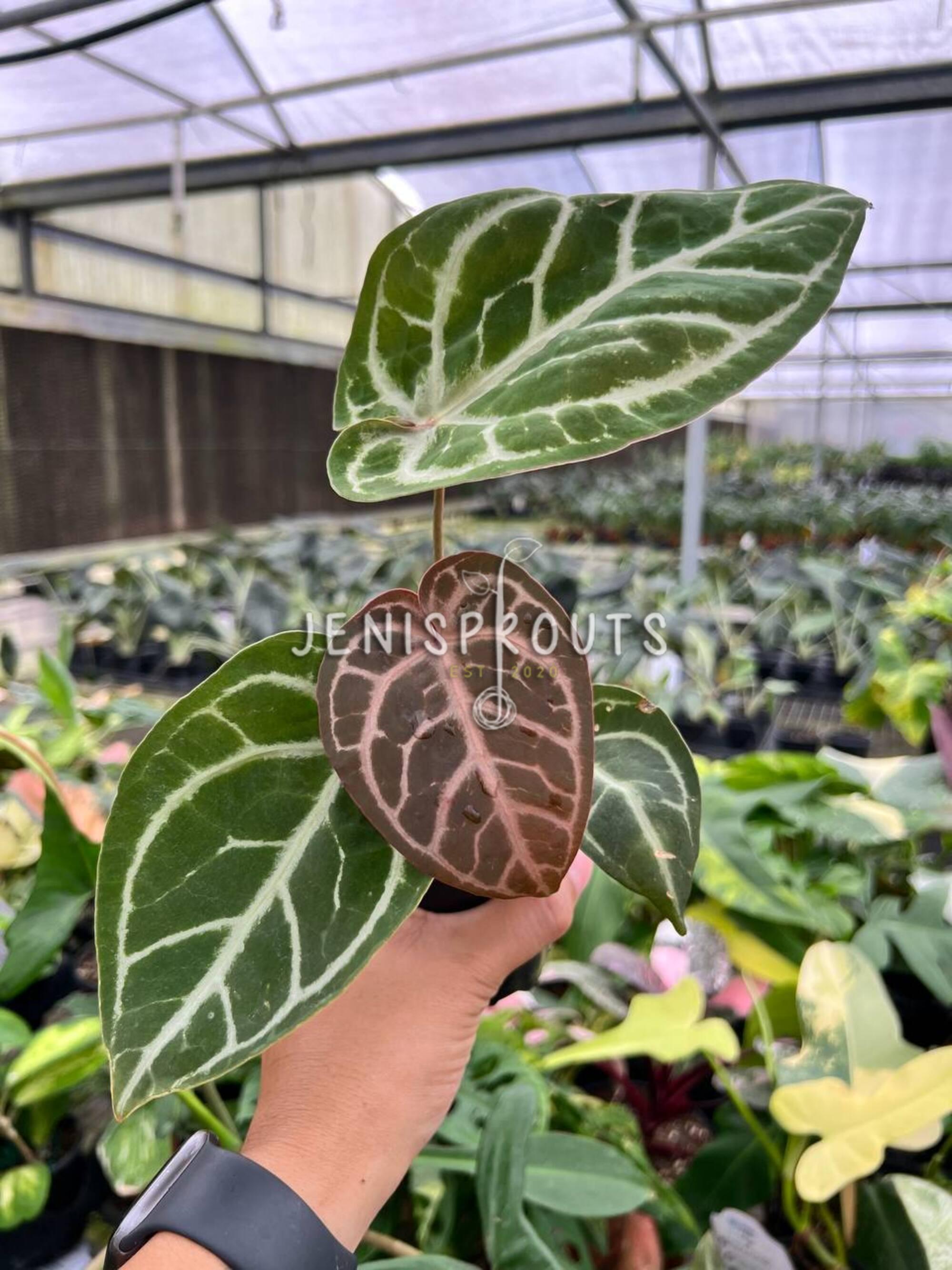 Anthurium Red Crystallinum X SKG Silver – Hybrid Velvet Leaf Aroid