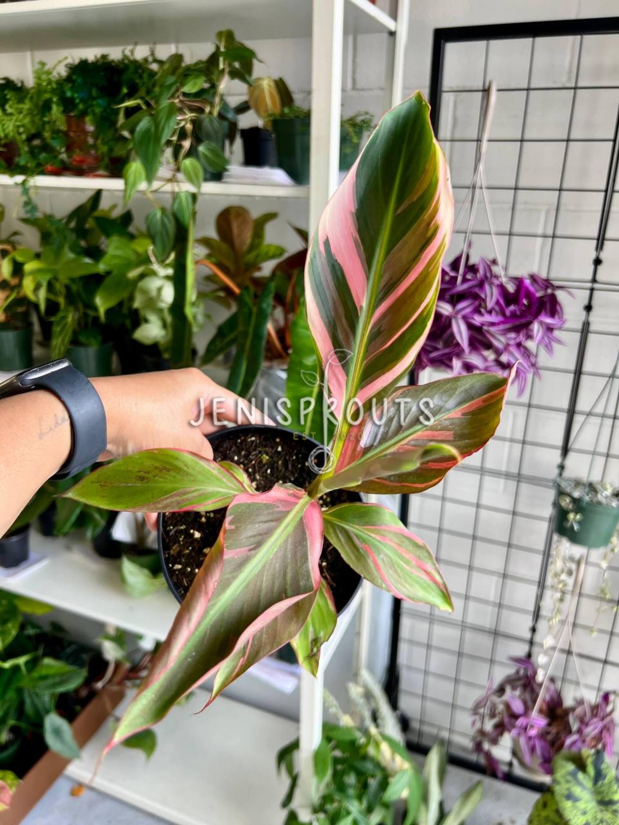 Variegated Pink Banana Plant - Musa Nono - 6