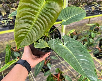 Anthurium Veitchii ‘King Anthurium' Pot 6” Indoor Plants -  Houseplant - Tropical Foliage