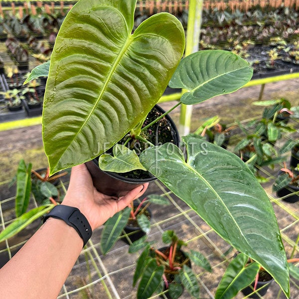 Anthurium Veitchii ‘King Anthurium' Pot 6” - Indoor Plants -  Houseplant - Tropical Foliage