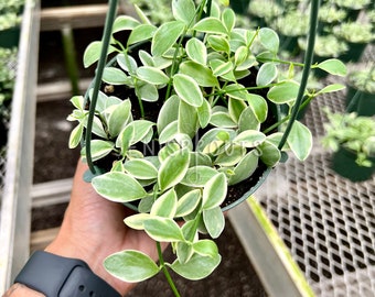 Dischidia Oiantha Variegated Pot 5”. Variegated leaves with a trailing habit - Indoor Plants -  Houseplant - Tropical Foliage