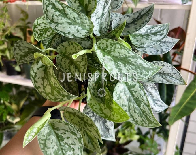 Silver Python Plant Silver Lady Pothos - Scindapsus Silver Lady - Silver Pothos Plant ...