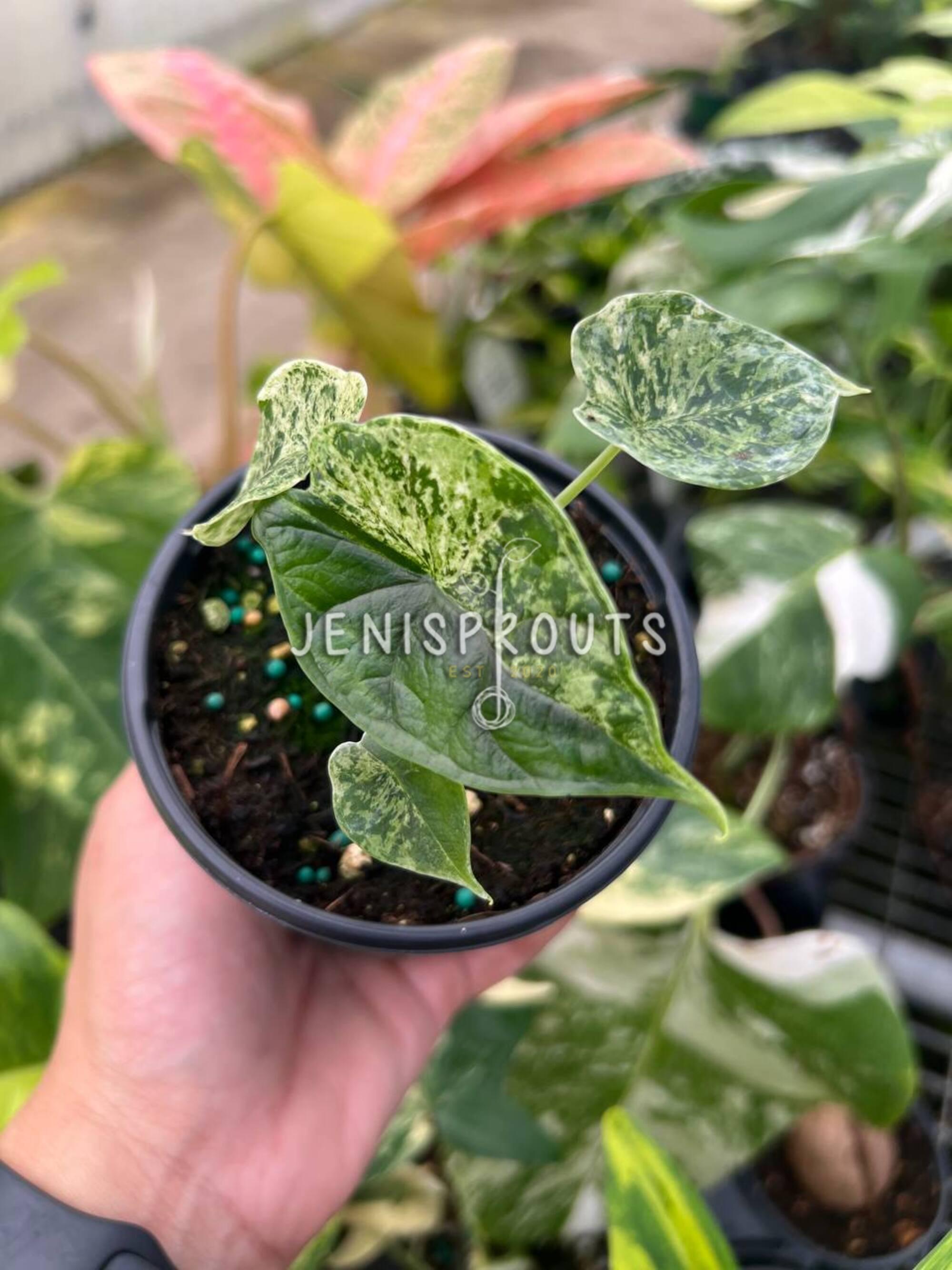 Alocasia Dragon Scale Mint Variegated - 4
