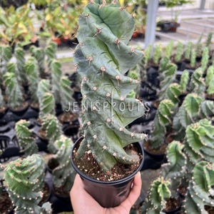 May include: A green, spiral-shaped cactus in a black pot. The cactus has sharp spines and a unique, twisted form. The image includes the text "JENISPROUTS". Other similar cacti are visible in the background.