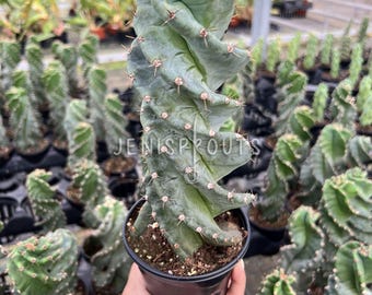 Cactus Spiralis Pot 4”. Unique, spiral shape for a quirky touch - Indoor Plants -  Houseplant - Cactus lover
