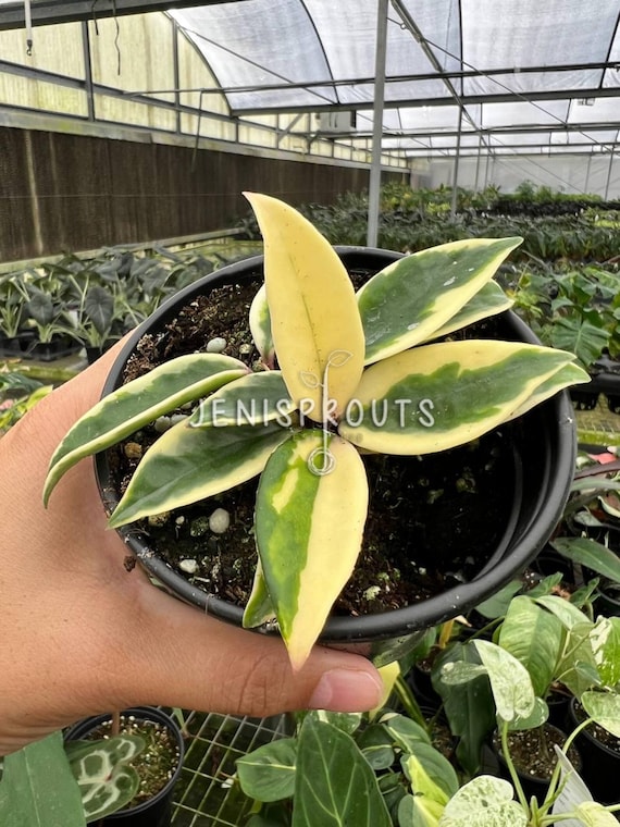 Hoya Krinkle 8 Albomarginata – Variegated Wax Plant – 4” Pot - Etsy