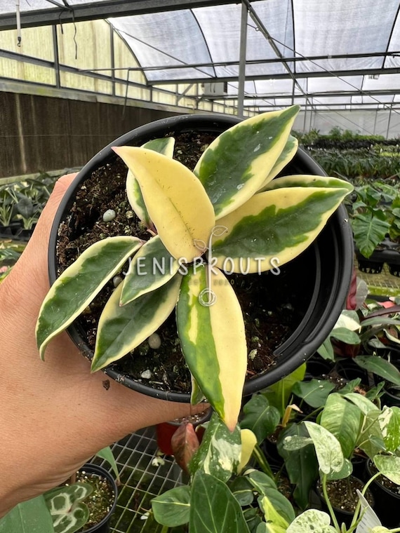 レアホヤHoya Carnosa Var. Krinkle variegated Hoya Krinkle 8 Albomarginata – Variegated Wax Plant – 4” Pot - Etsy