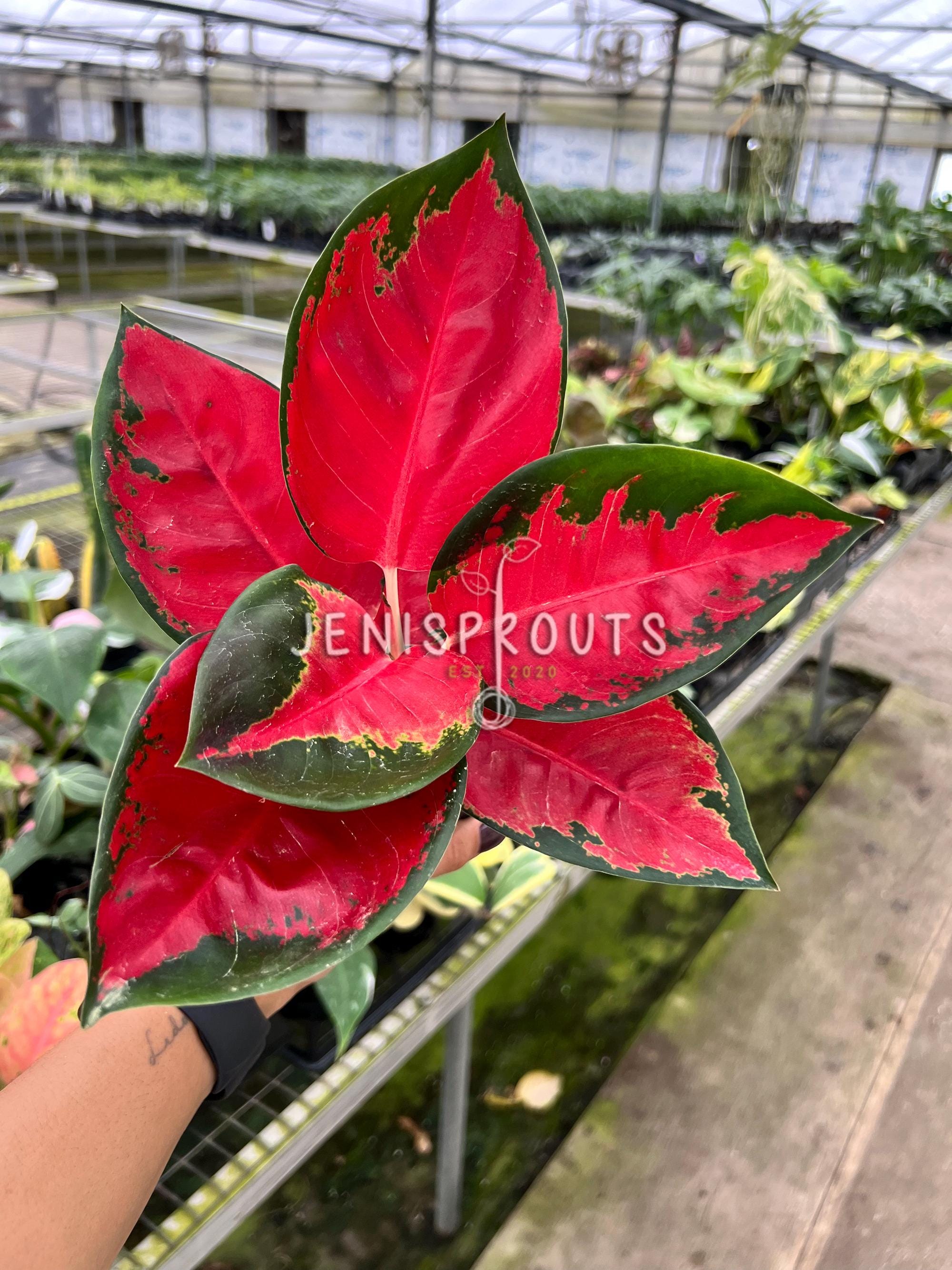 Aglaonema Suksom Jaipong Pot 4”. Unique, Variegated Leaves With a
