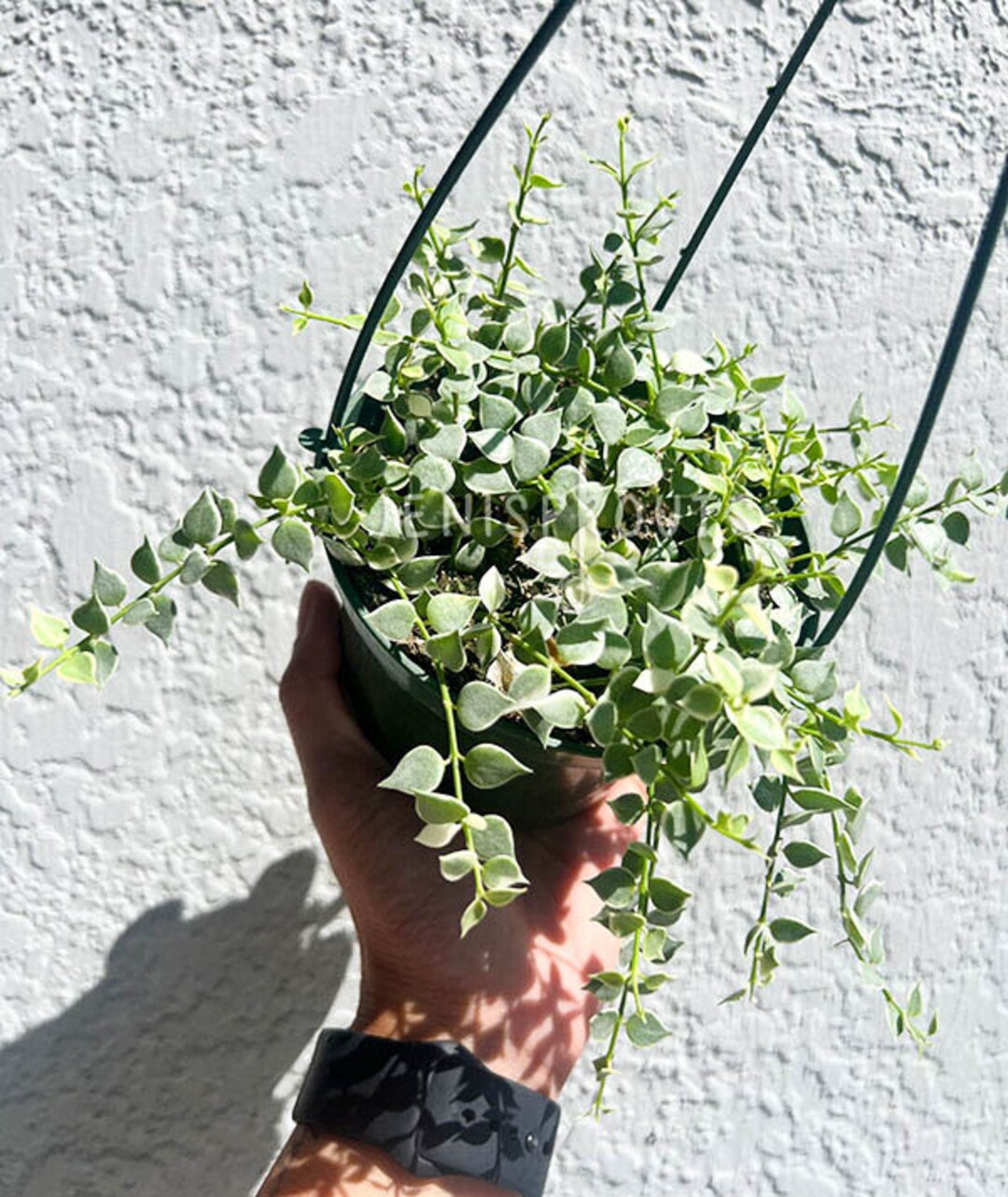 Dischidia Variegated Million Hearts Pot 5”. Variegated Trailing and ...