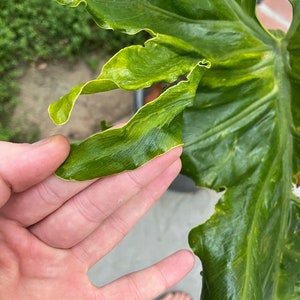 Variegated Tree Philodendron Thaumatophyllum bipinnatifidum image 3