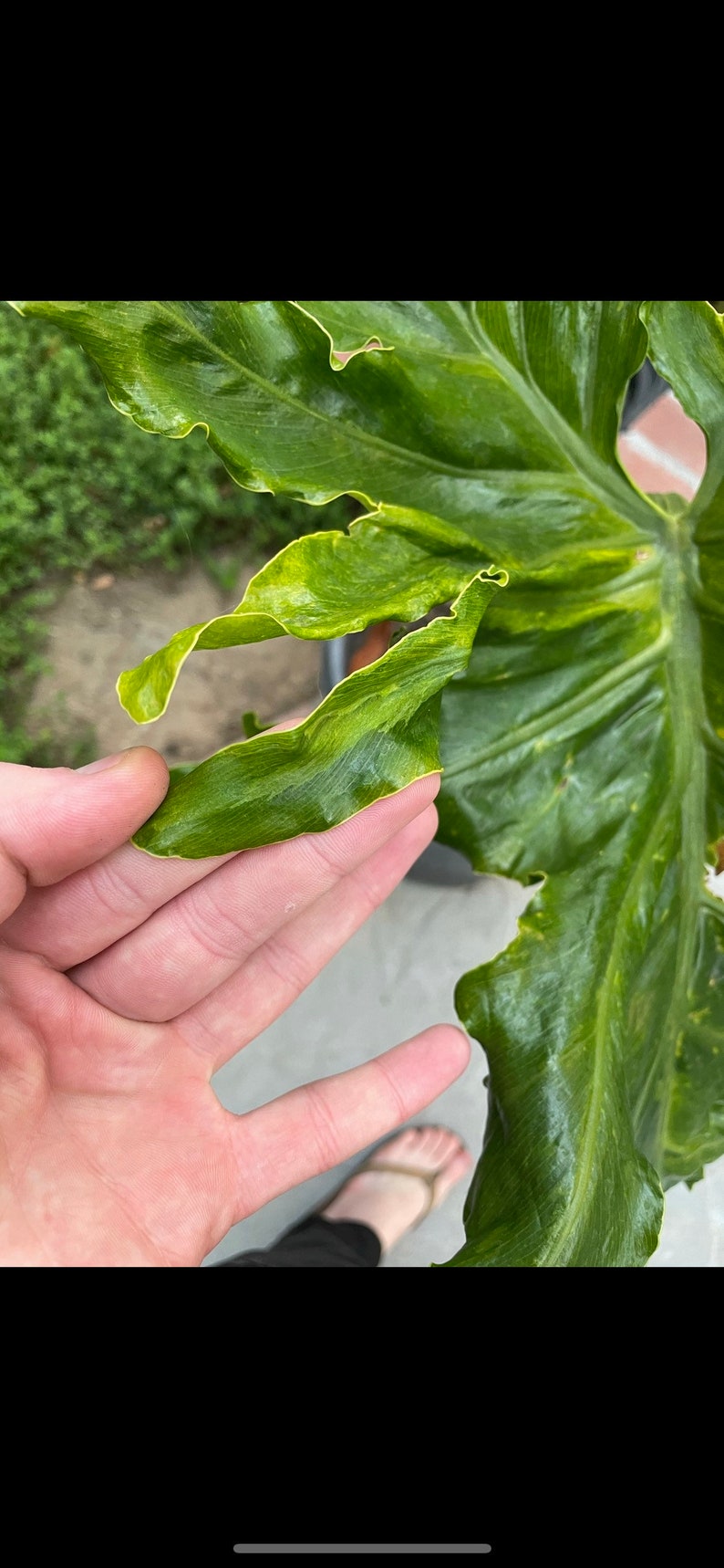 Variegated Tree Philodendron Thaumatophyllum bipinnatifidum image 3