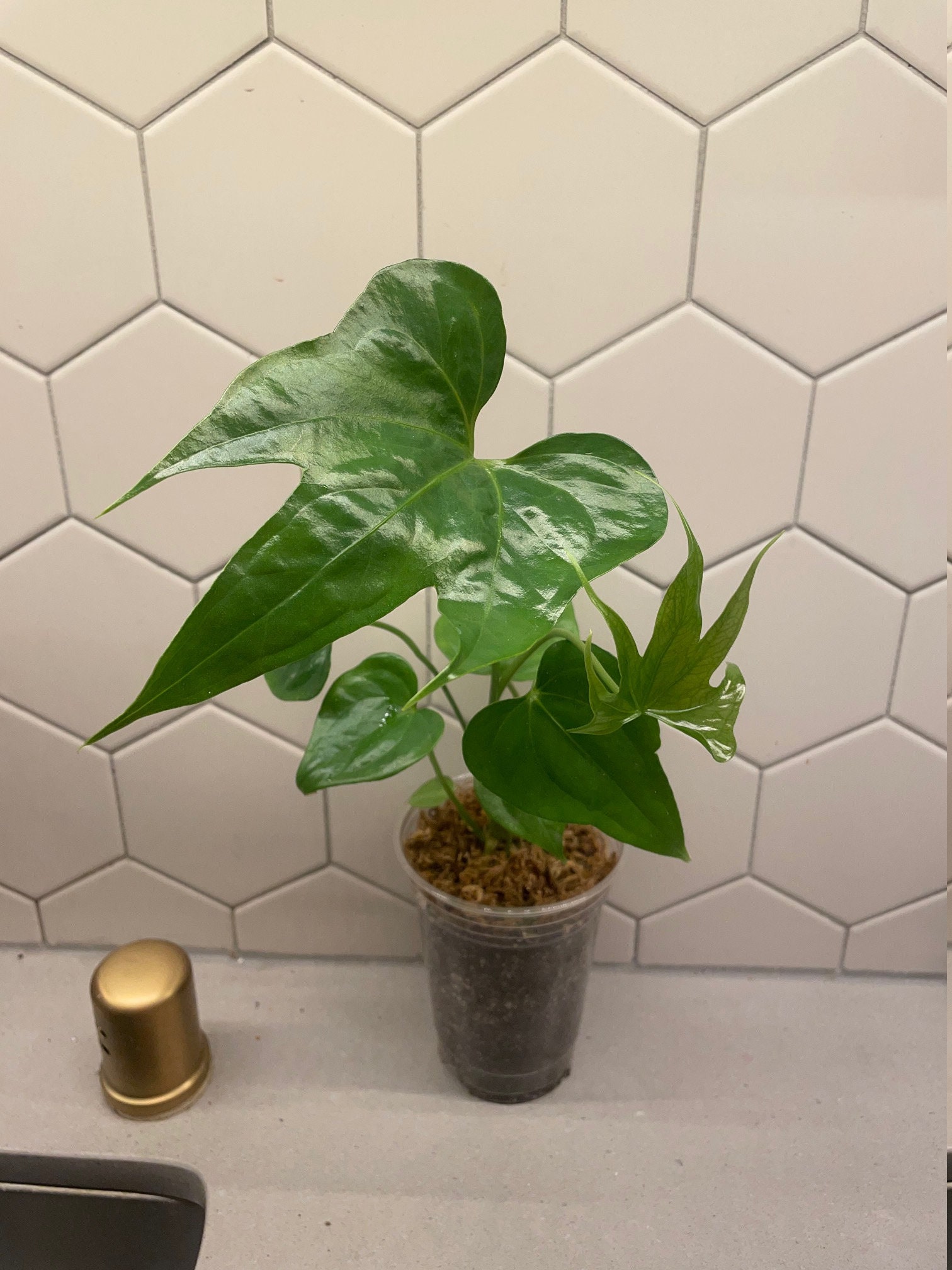 121 pedatum ペダタム アンスリウム Anthurium Anthurium pedatum