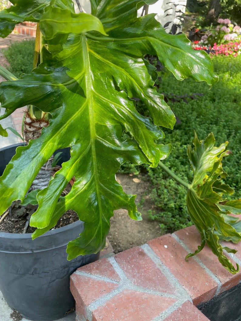 Variegated Tree Philodendron Thaumatophyllum bipinnatifidum image 6