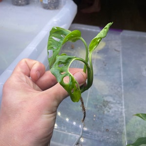 Variegated Monstera Adansonii image 2