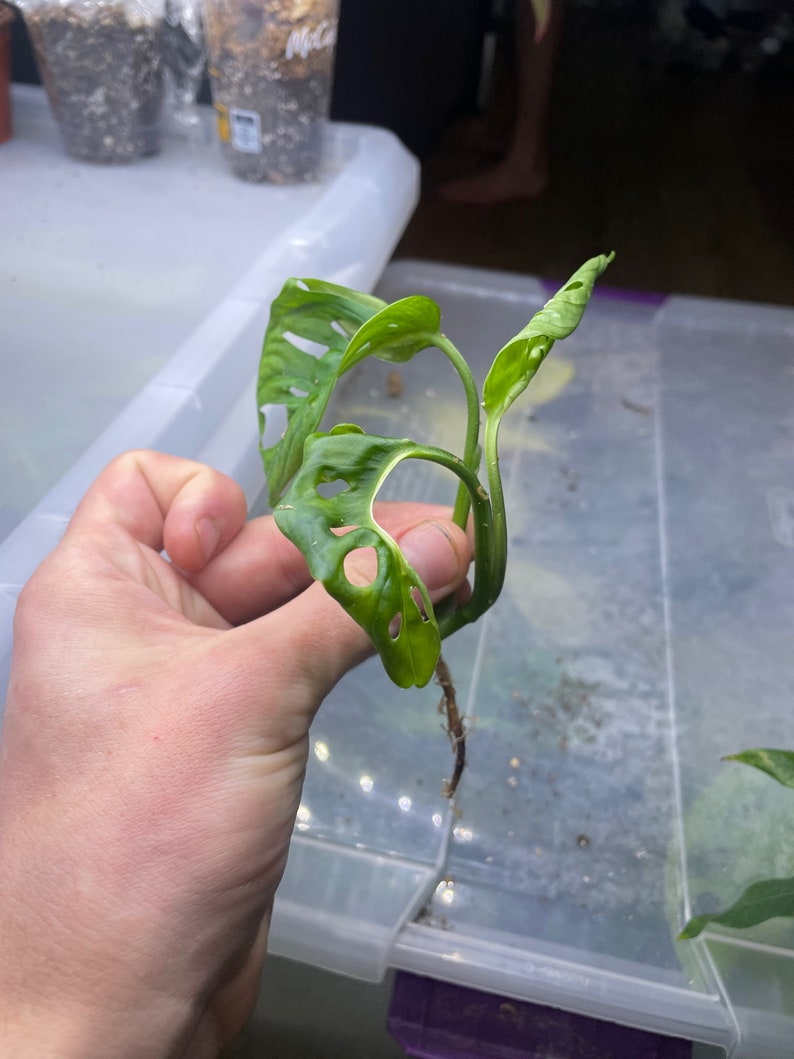 Variegated Monstera Adansonii image 2