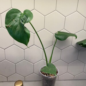 Monstera Contorta Sport Variegated - Etsy