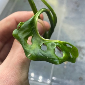 Variegated Monstera Adansonii image 1