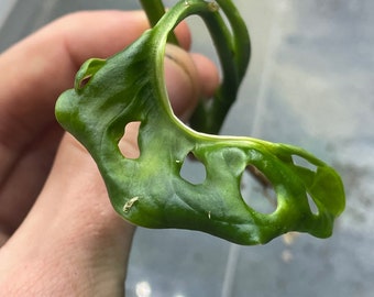 Variegated  Monstera Adansonii