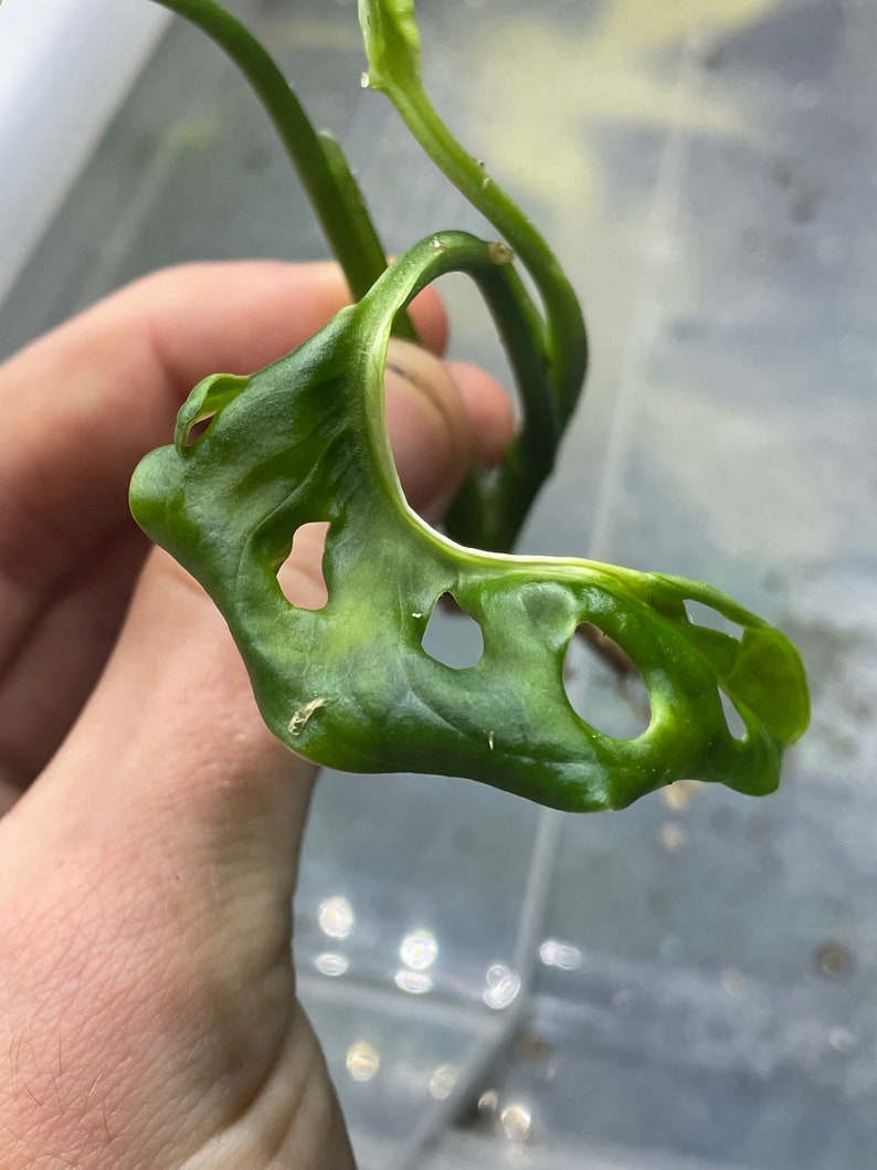 Variegated Monstera Adansonii image 1