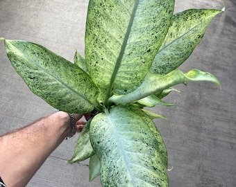 Dieffenbachia Camouflage large